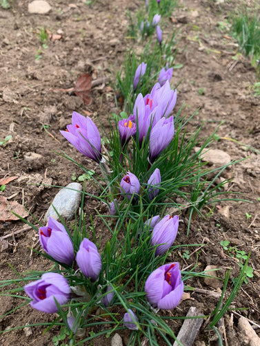 I fiori vengono raccolti al mattino presto nel mese di Ottobre